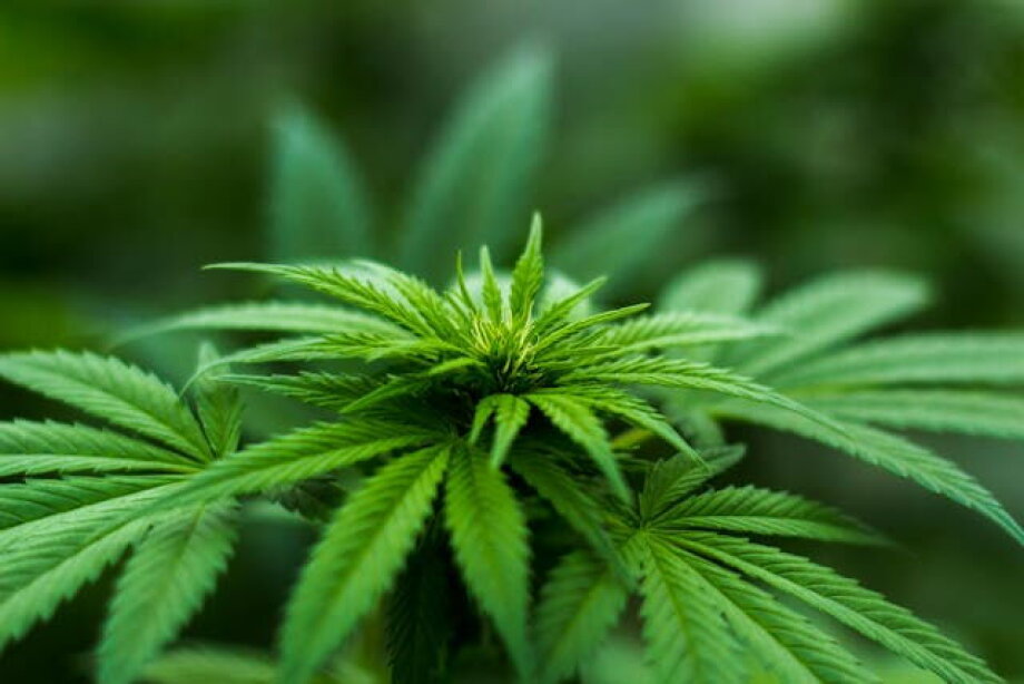 Center for Cannabis Medicine to introduce 12 marijuana-based prescriptions to pharmacies