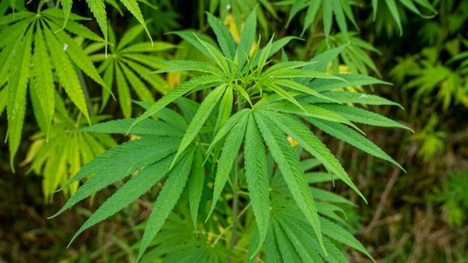 Konopny applies for registration of two varieties of medicinal cannabis
