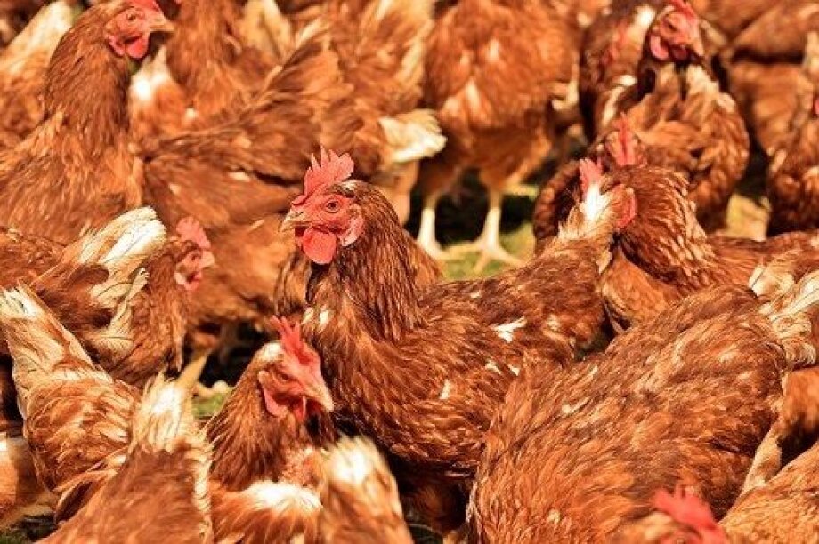 Poland beats another record in production of chickens