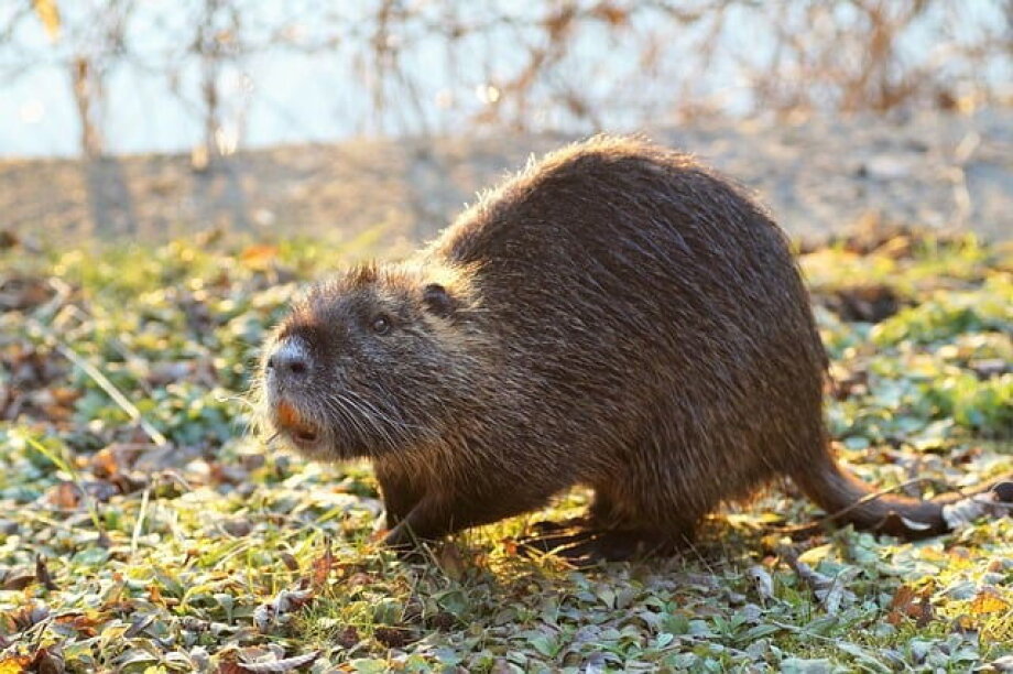 Invasive species cause increasing losses in Europe