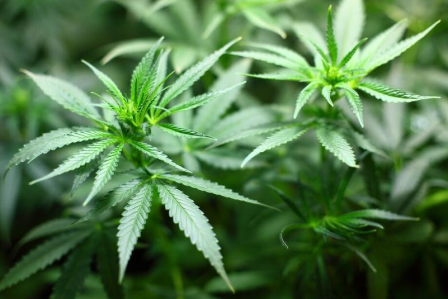 Experts expect boom in legal marijuana industry