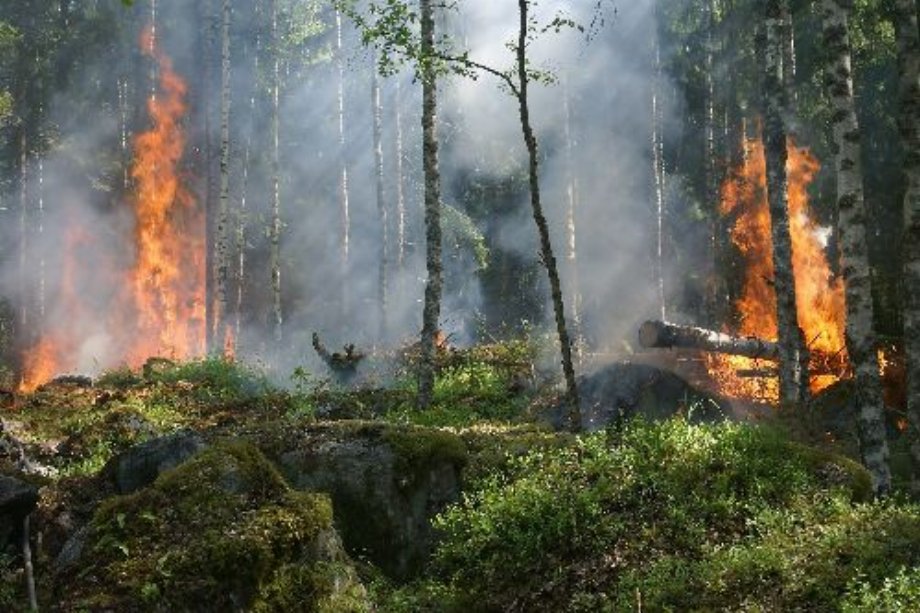 Forest fire in national park in northeast Poland persists