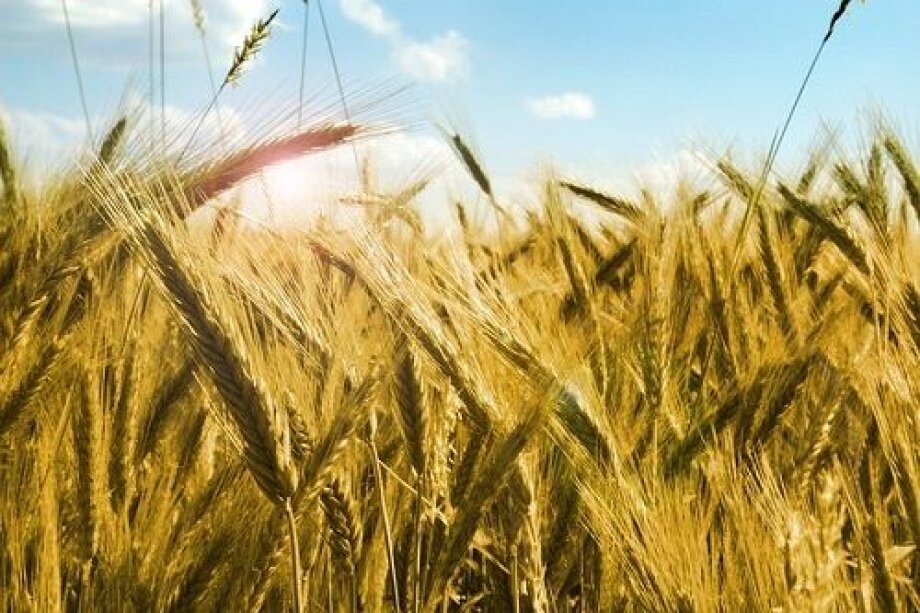 WSE expands its offer in agricultural exchange market