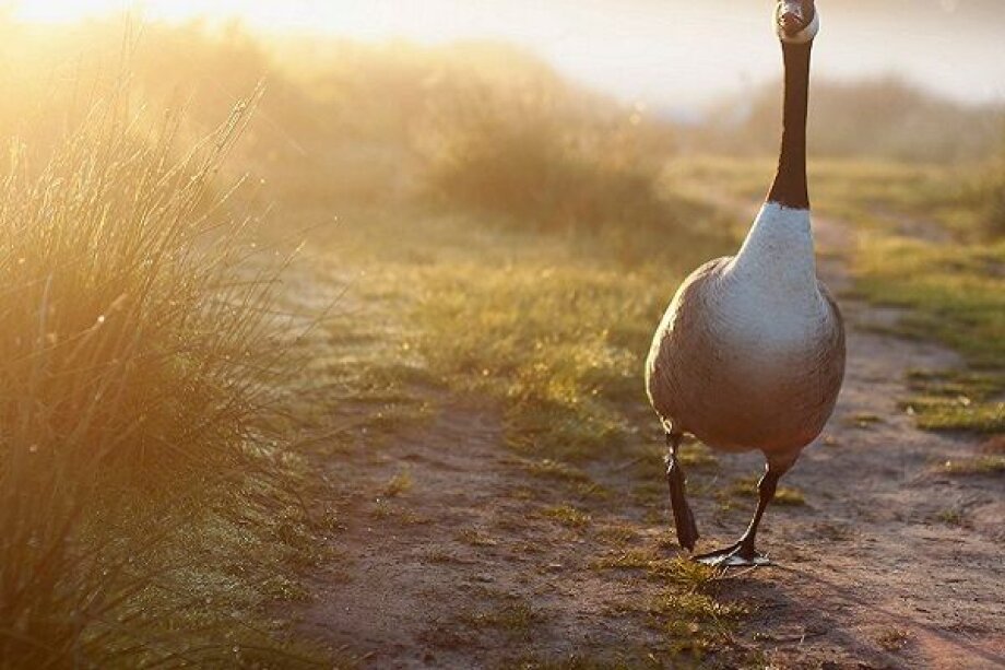 Poland stays leading producer of goose meat in EU