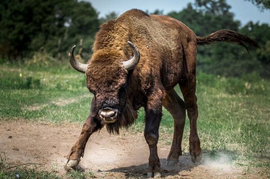 European bison becomes less endangered species in IUCN Red List