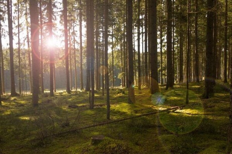 Polish president gives veto on moving forestry and hunting to agriculture ministry