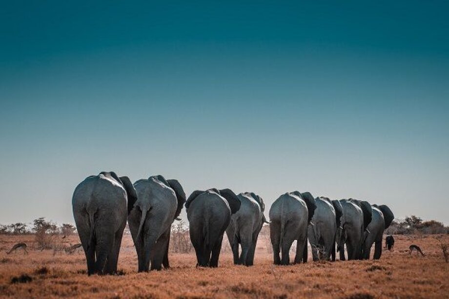 All elephant species threatened with extinction