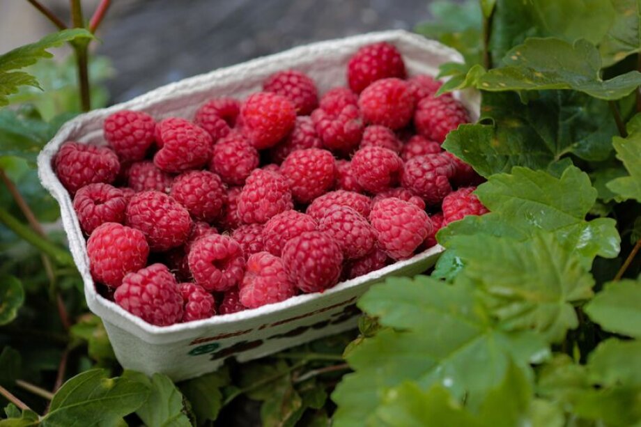 Exceptionally high purchase prices of raspberries