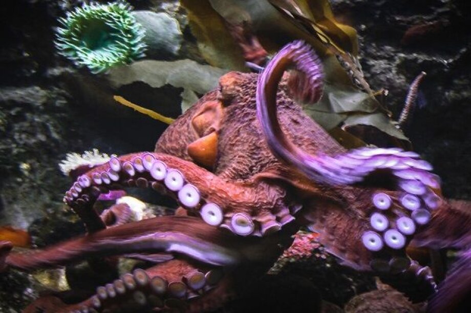 Octopuses, crabs, and lobsters considered 'conscious beings'