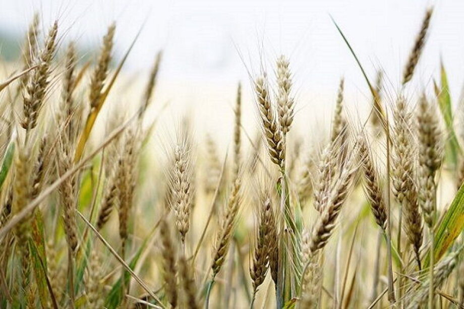 Ukrainian agricultural products can only enter Poland in transit