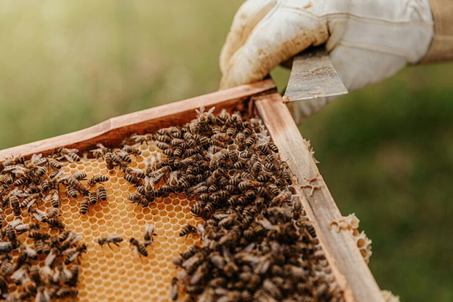 Plight of Polish Beekeeping: Imported Honey and Market Dynamics