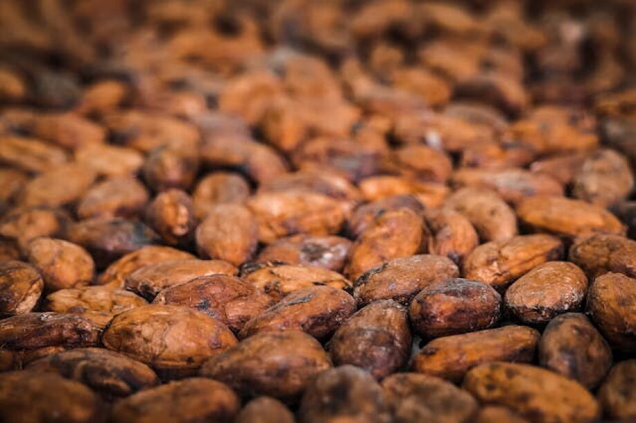 A large increase in cocoa bean prices to have negative impact on Wawel’s results