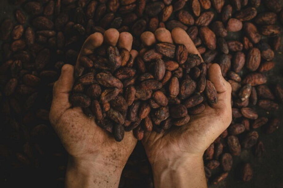 Cocoa to be Over 300% More Expensive Than Last Year