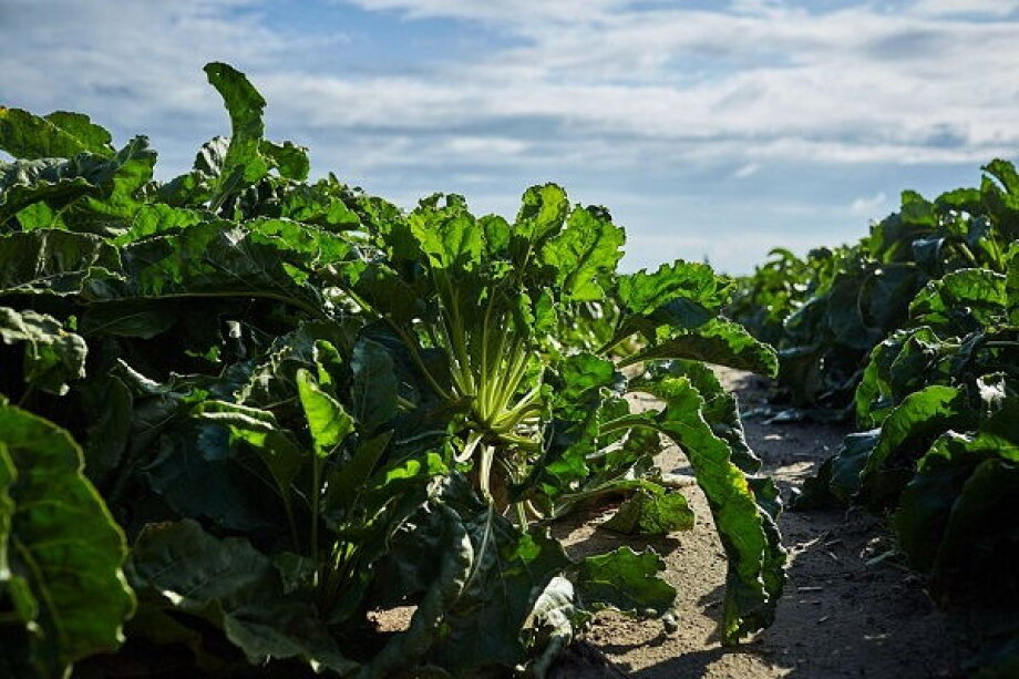 Pfeifer & Langen Polska Achieves Record Sugar Beet Yields, Boosts Export Potential