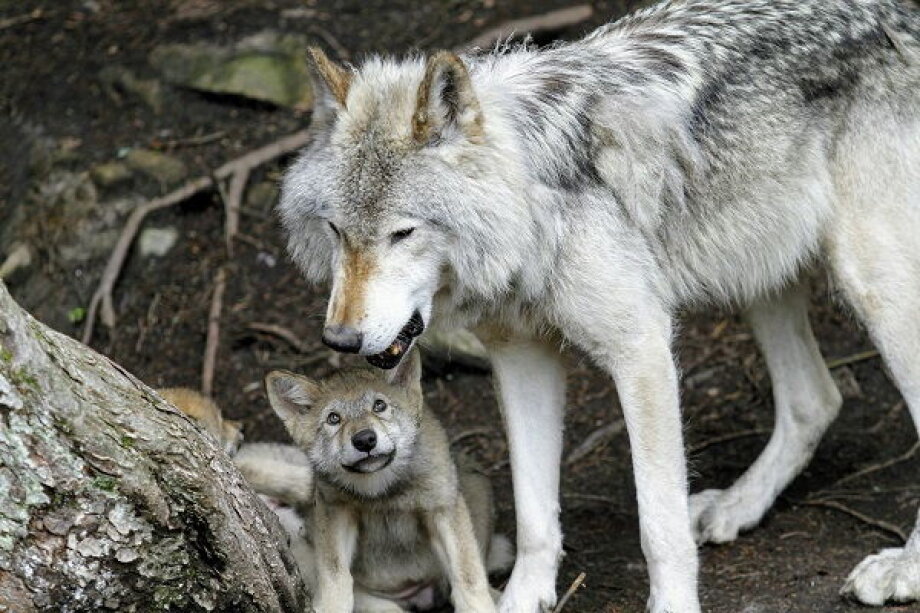 Poland to Revoke Legal Protections for Wolves Amid Controversy