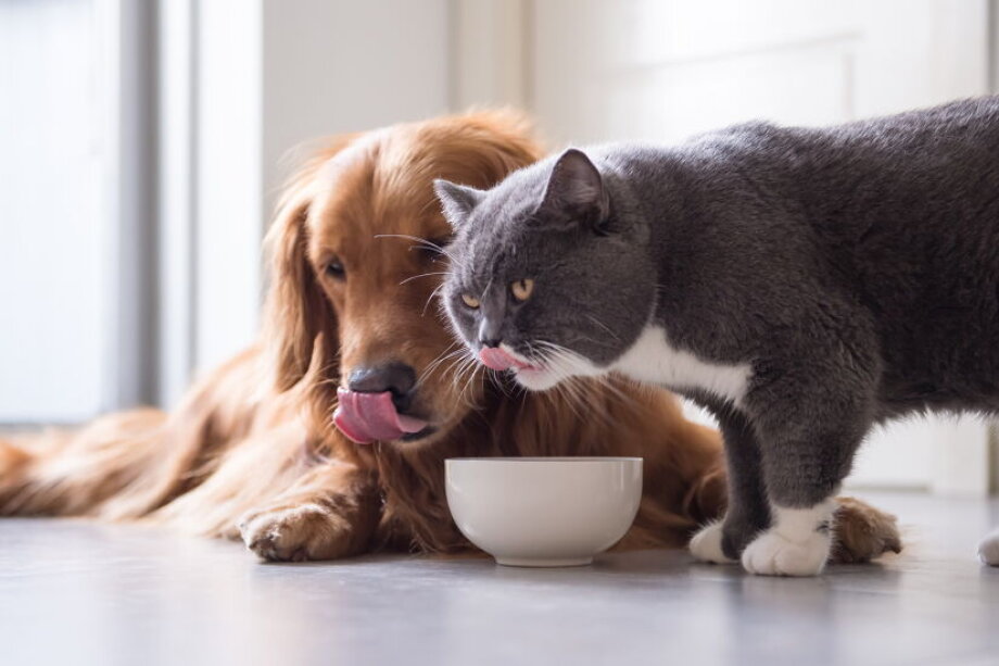 Poland’s pet food market grows