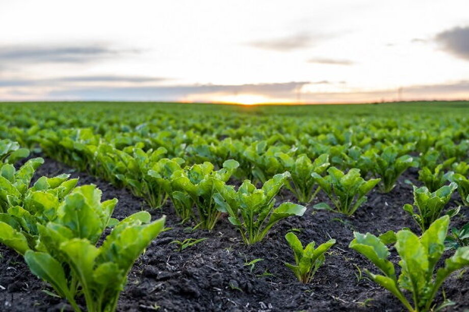Pfeifer & Langen Polska Calls for Market Stabilization Amid Sugar Industry Concerns