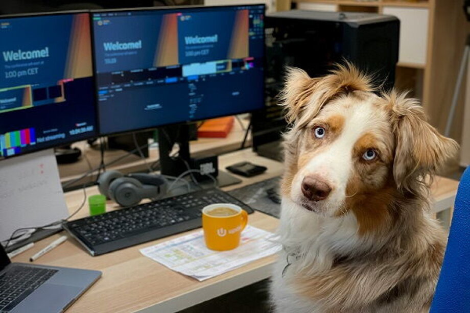 Bringing Dogs to the Office Lifts Mood and Productivity, Say Studies