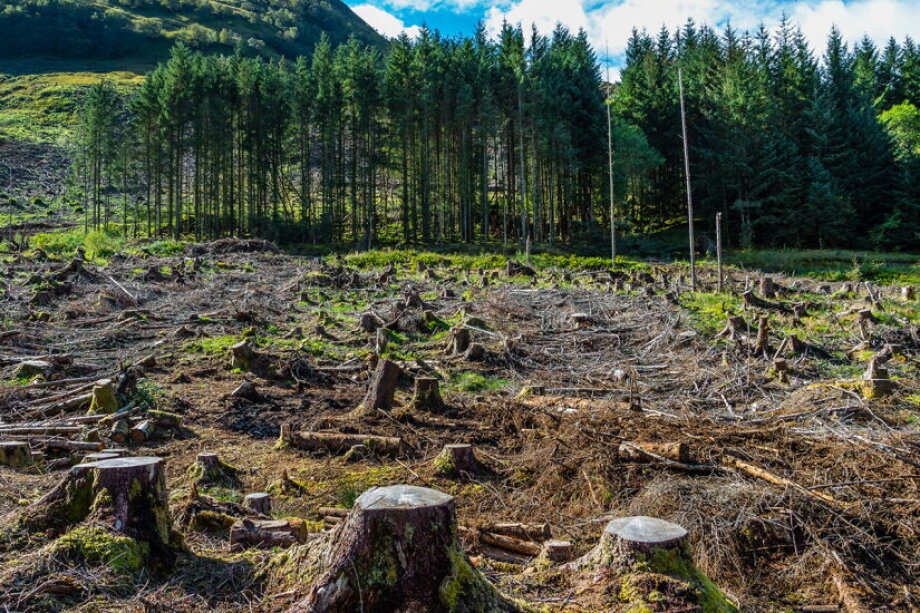 New anti-deforestation rules challenge businesses