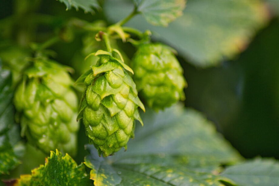 Polish hop growers warn