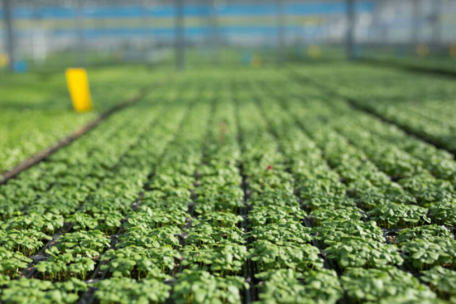 Scaling Freshness: Baziółka’s Growth Story