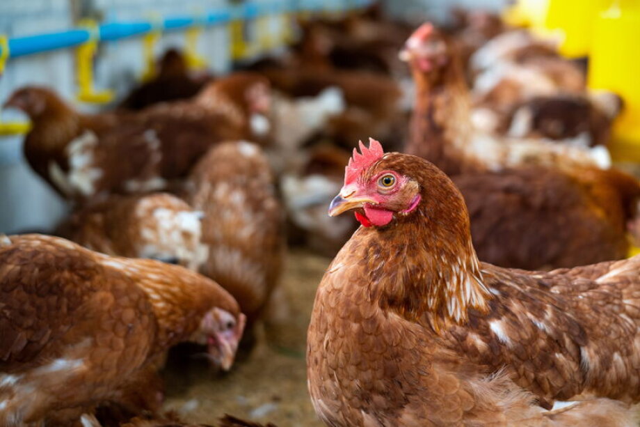 Chinese poultry threatens Poland's crown