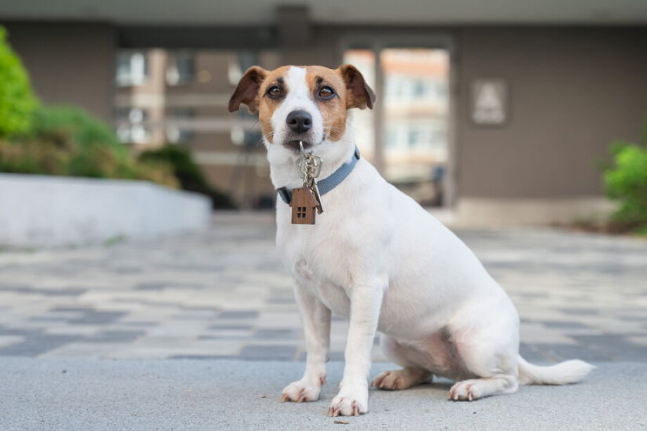 Landlords must accept pets to compete
