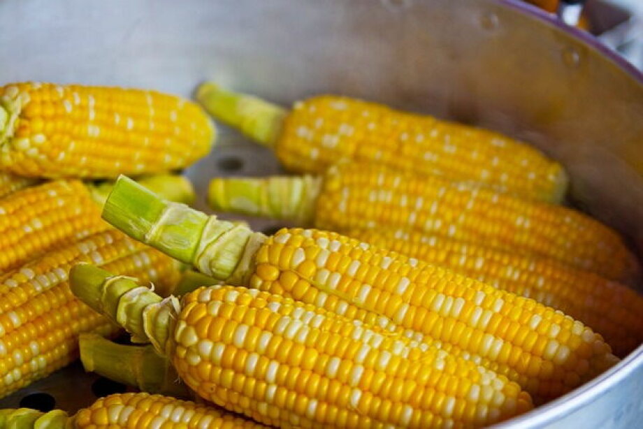 EC approves Poland's subsidy for maize farmers