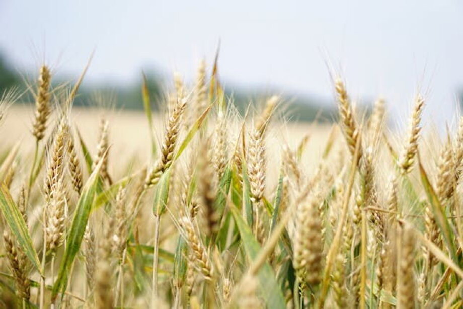 Russia manipulating wheat prices, causing concern in Poland