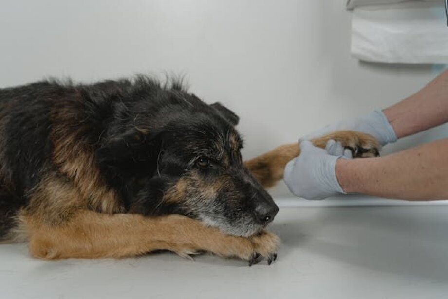 LuxVet building network of veterinary clinics after acquiring additional funding