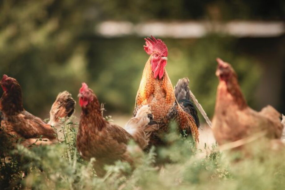 Poultry from abroad cheaper than domestic production, costing Polish producers