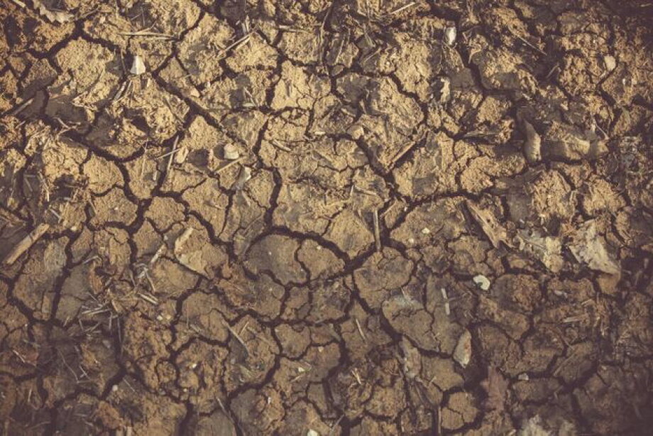 Lack of water harming Poland’s food self-sufficiency