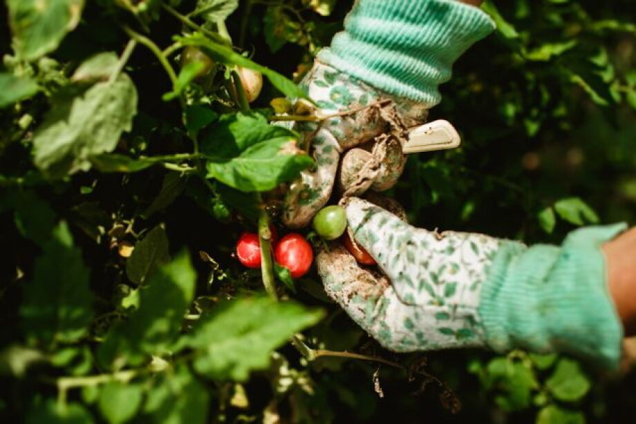 Poles second most exploited labor group abroad