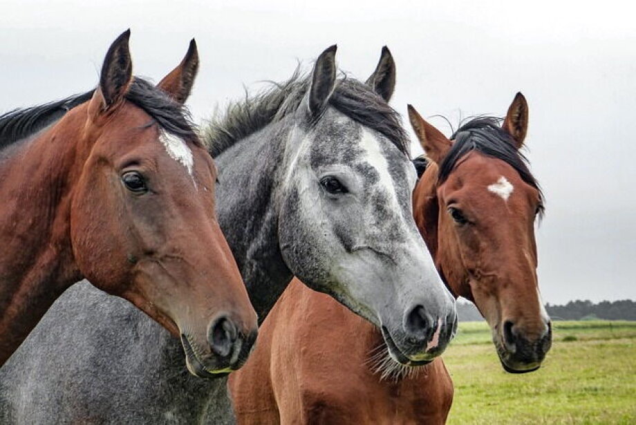 Horse breeding in Poland: 360,000 horses, with cold-blooded breeds dominating - report
