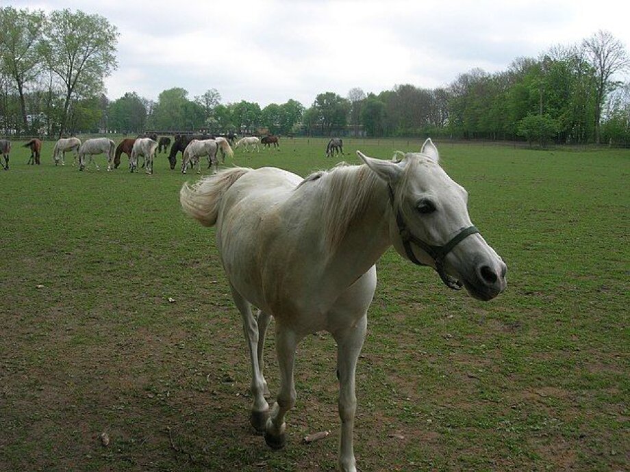 Almost €1.4 mln spent on horses at the Pride of Poland auction