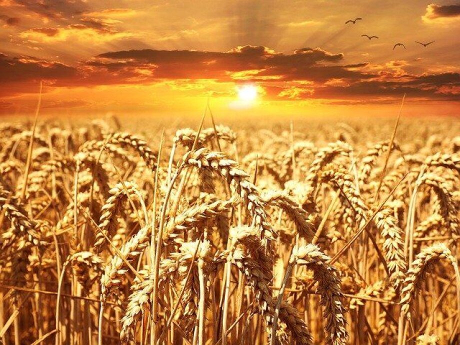 EC approves Poland’s strategic agriculture plan 2023-2027