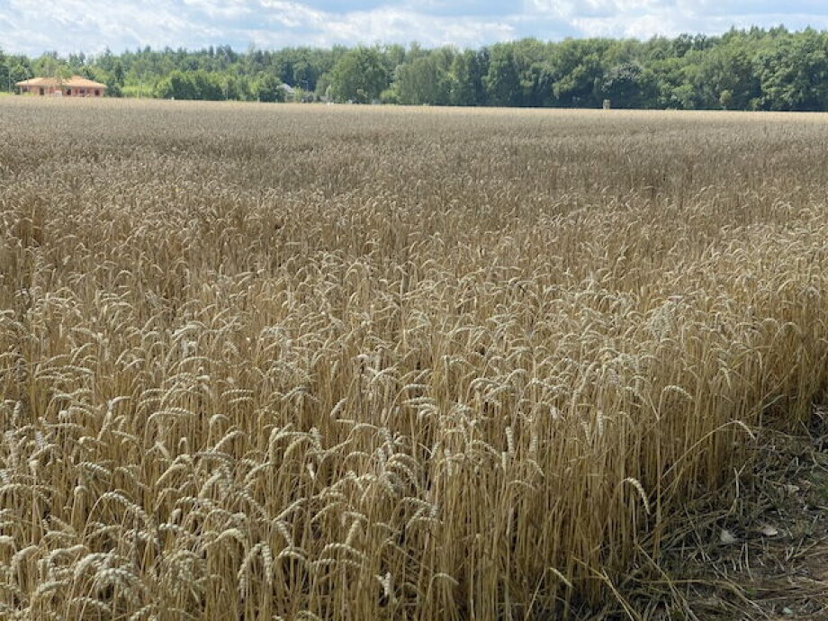 Basic cereal crop expected 4% lower than in 2022 - GUS