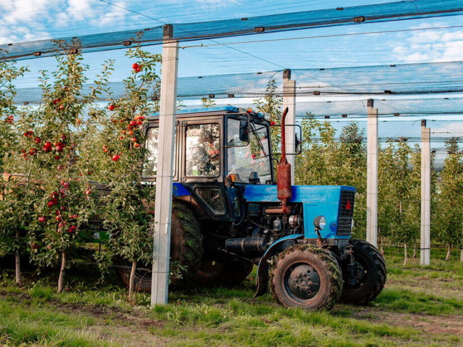 Polish apples enter Vietnam