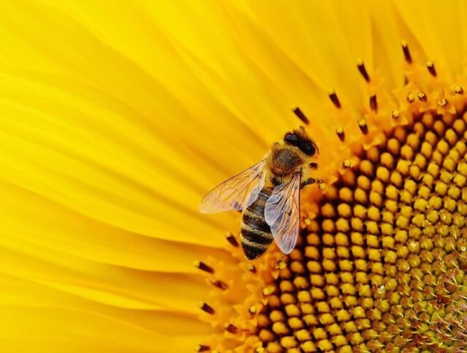 Bees can make food supply more stable, easing food crisis caused by war - researchers say